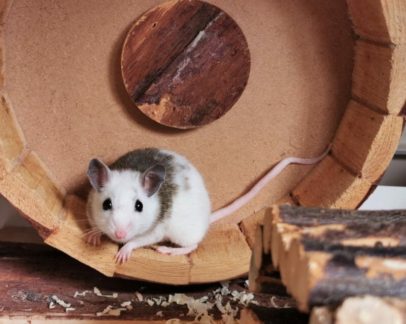 Vielzitzenmaus Vielzitzenmaus