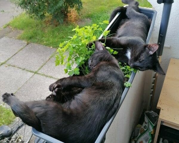Wasja und Nikita suchen ein neues Zuhause ohne Zwischenstopp im Tierheim Wasja und Nikita suchen ein neues Zuhause ohne Zwischenstopp im Tierheim