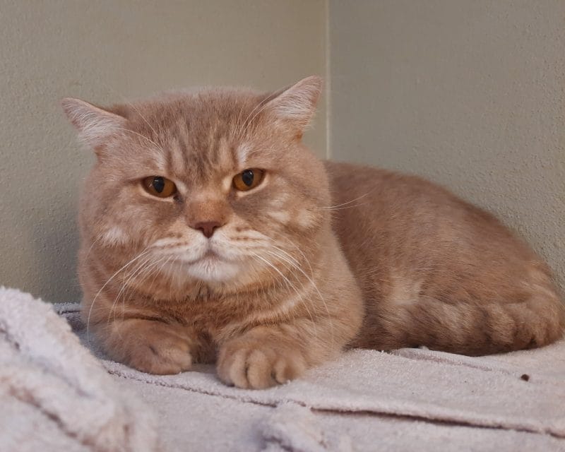 Lilou Lilou