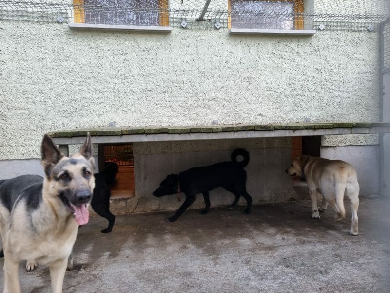Tiere von ukrainischen Kriegsflüchtlingen werden immer noch im Tierheim betreut