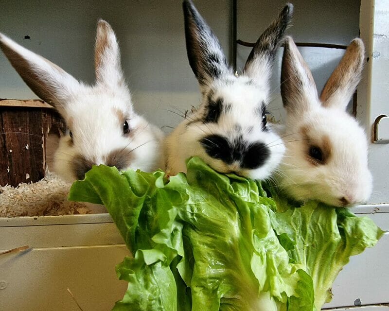 Kaninchenkinder