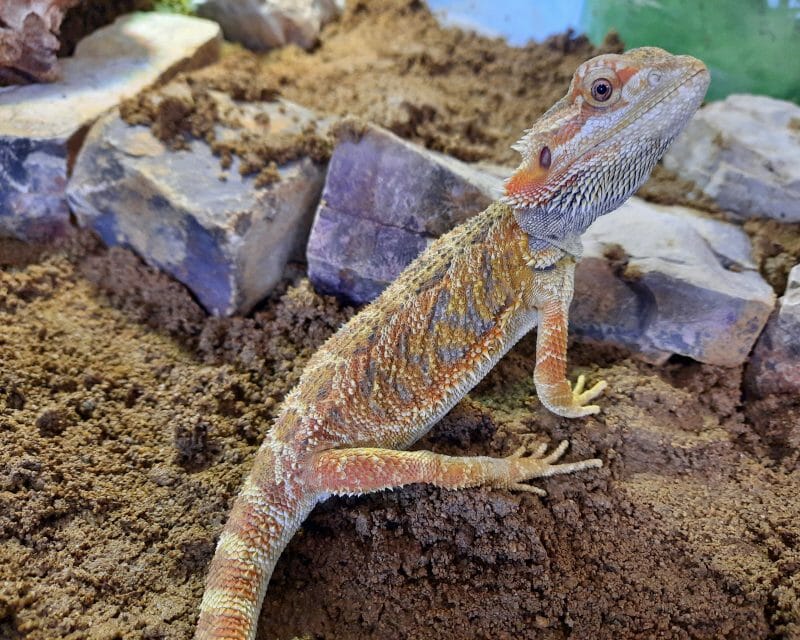 Bartagame Bartagame