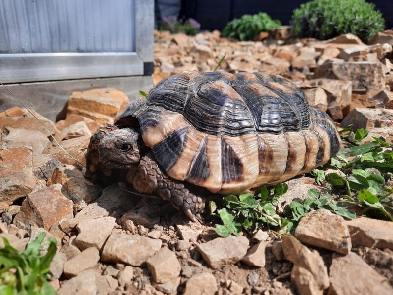 Breitrandschildkröte „Ägäis“