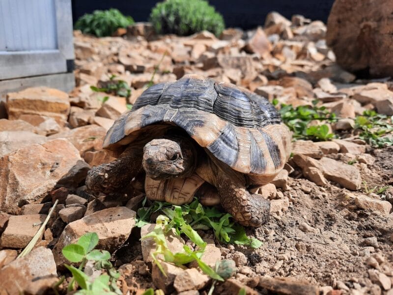 Breitrandschildkröte „Ägäis“