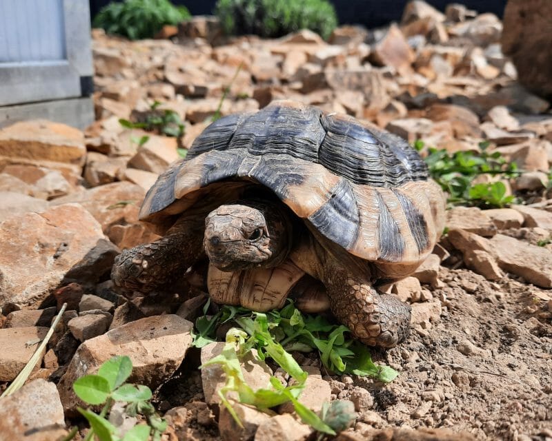 Breitrandschildkröte „Ägäis“