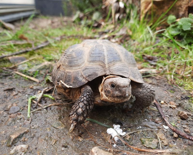 Vierzehen-Landschildkröte „Aljoscha“