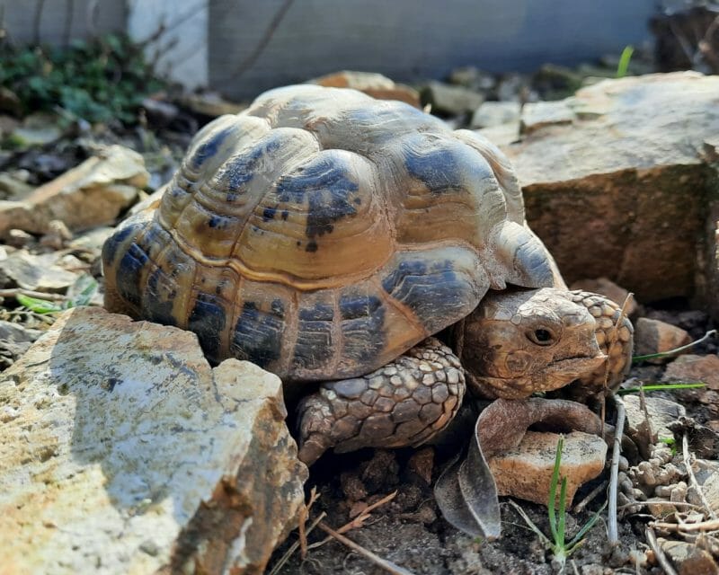 Vierzehen-Landschildkröte „Rasputin“