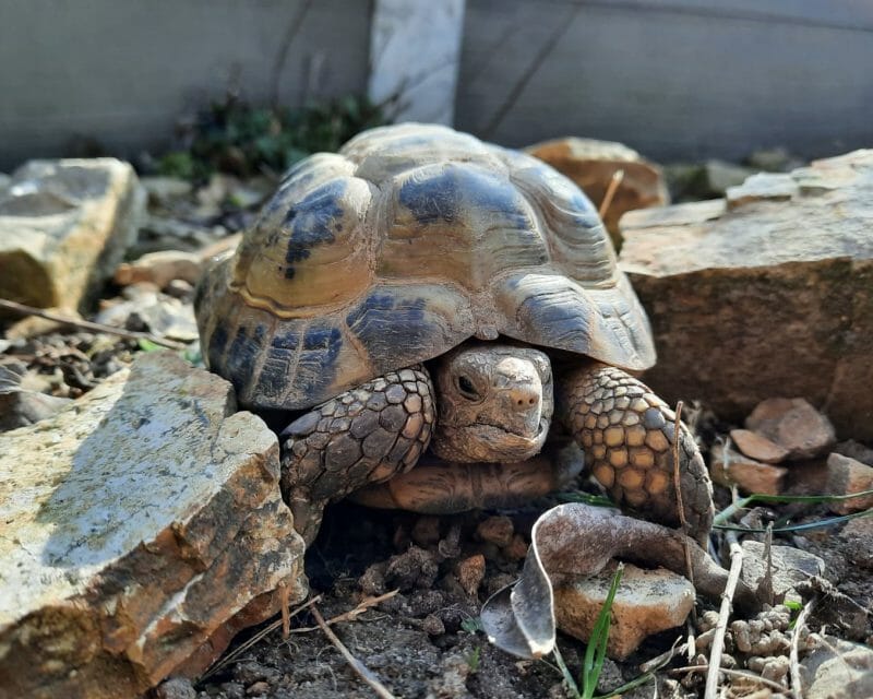 Vierzehen-Landschildkröte „Rasputin“