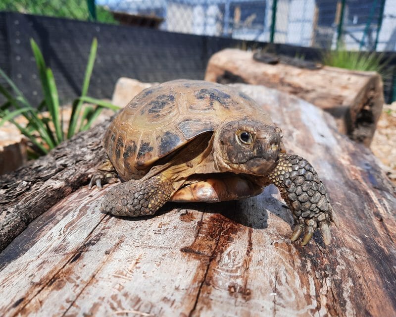 Vierzehen-Landschildkröte „Oleg“ Vierzehen-Landschildkröte „Oleg“
