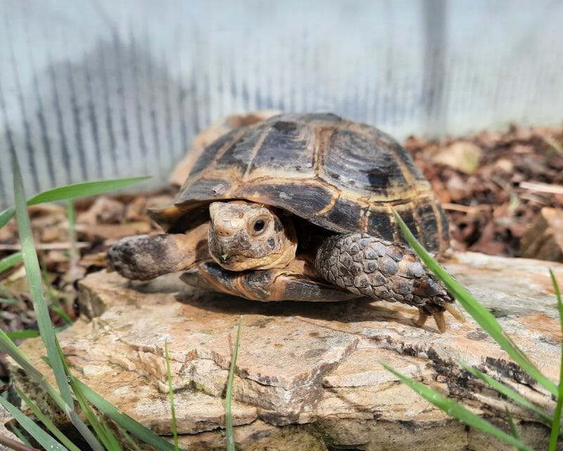 Vierzehen-Landschildkröte „Wanja“ Vierzehen-Landschildkröte „Wanja“