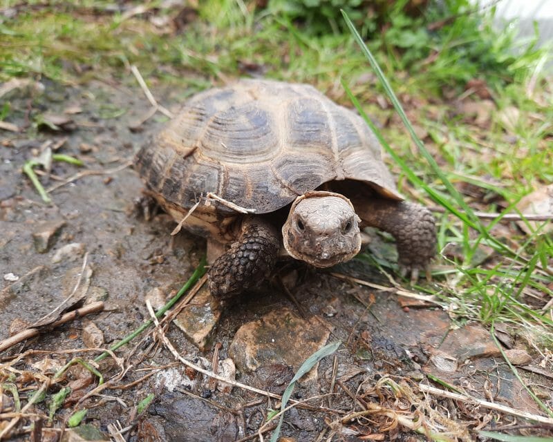 Vierzehen-Landschildkröte „Aljoscha“