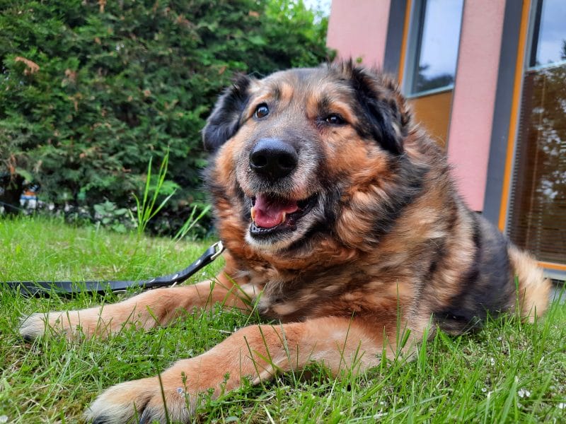 Warum drei rumänische Hunde zu uns kamen Warum drei rumänische Hunde zu uns kamen
