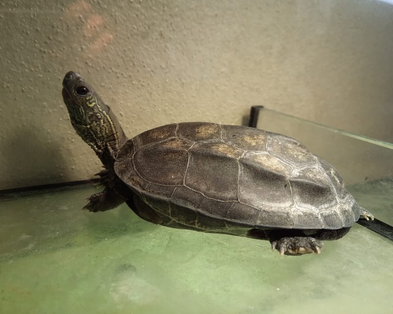 chinesische Dreikielschildkröte chinesische Dreikielschildkröte