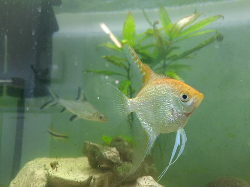 Fische Fische