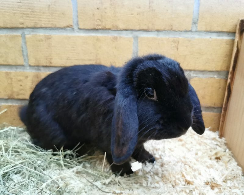 Bommel Bommel