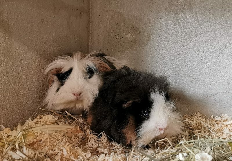 Pistolinha und Brownie Pistolinha und Brownie