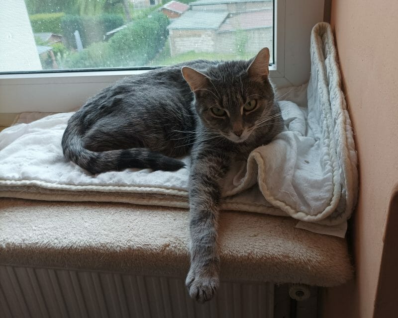 Pflegestelle Frau Eckardt Pflegestelle Frau Eckardt