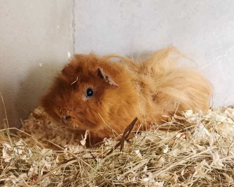 Pumuckl Pumuckl
