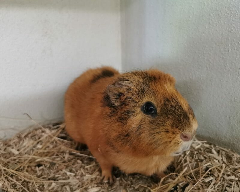 Hamster Hamster