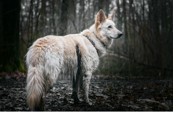 Weißer Schäferhund x Collie Hündin sucht ein neues Zuhause