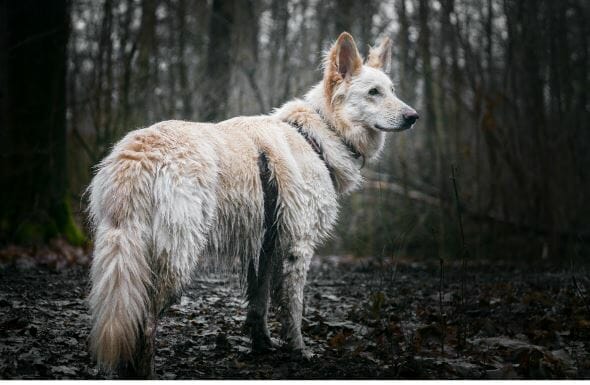 Weißer Schäferhund x Collie Hündin sucht ein neues Zuhause Weißer Schäferhund x Collie Hündin sucht ein neues Zuhause
