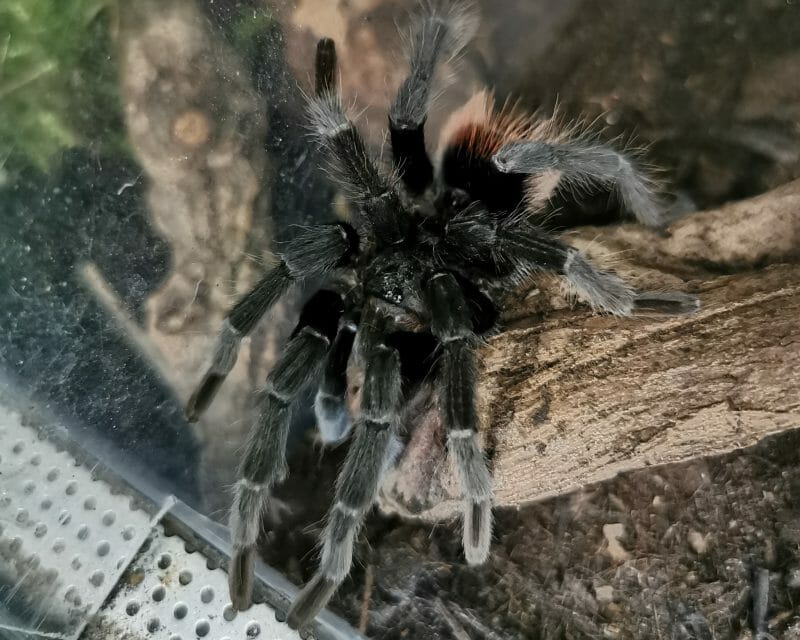 Schwarzrote Vogelspinne Schwarzrote Vogelspinne