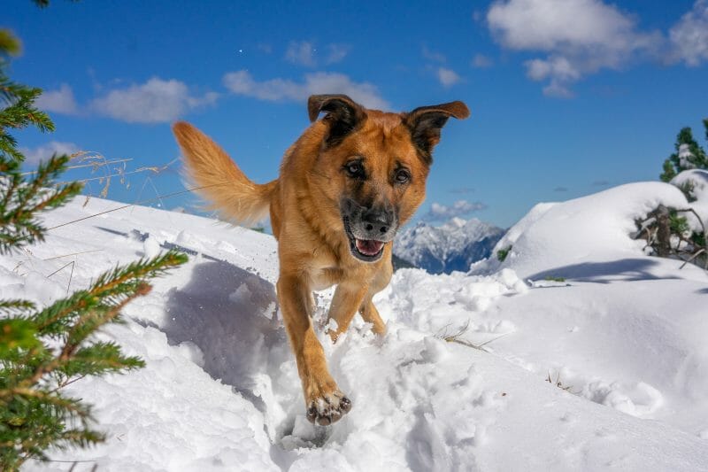 Privatvermittlung: Milou