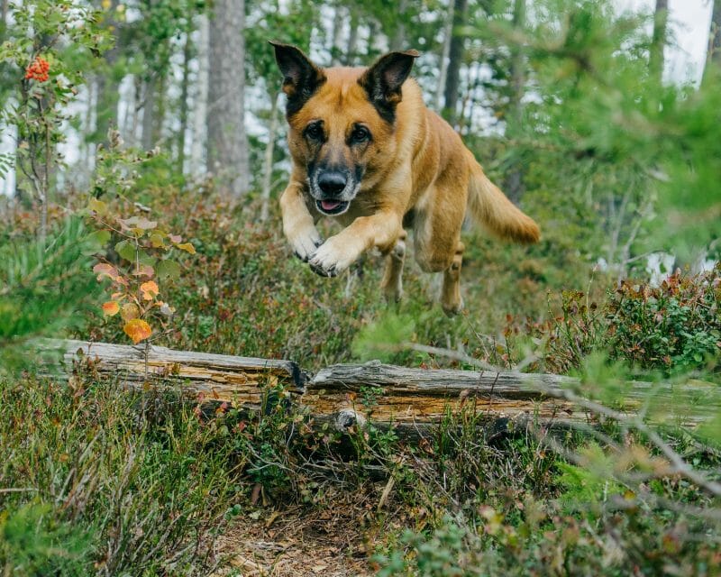 Privatvermittlung: Milou