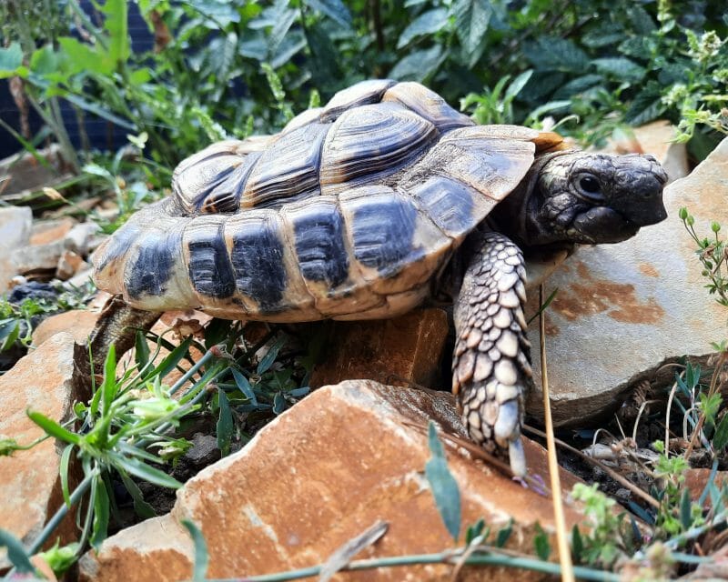griechische Landschildkröte „Samos“