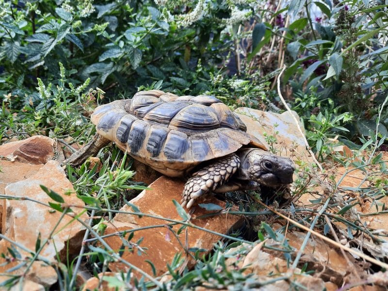 griechische Landschildkröte „Samos“