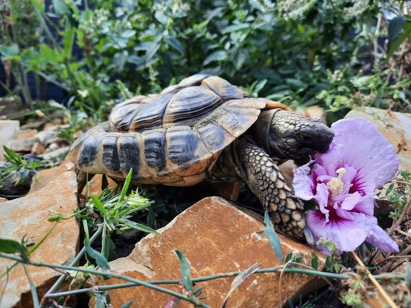 griechische Landschildkröte „Samos“