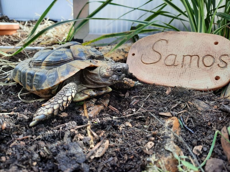 griechische Landschildkröte „Samos“