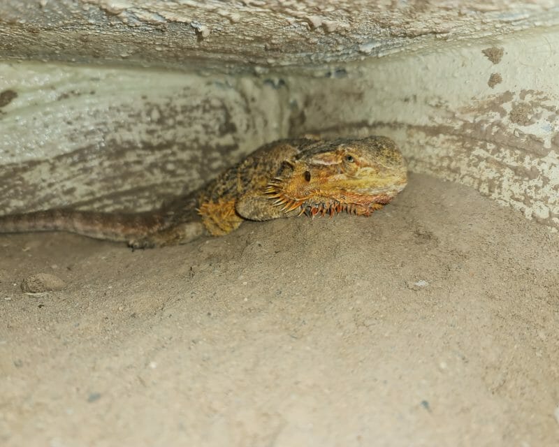 Privatvermittlung: Bartagame Privatvermittlung: Bartagame