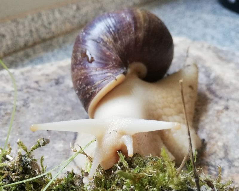 Achatschnecke Achatschnecke