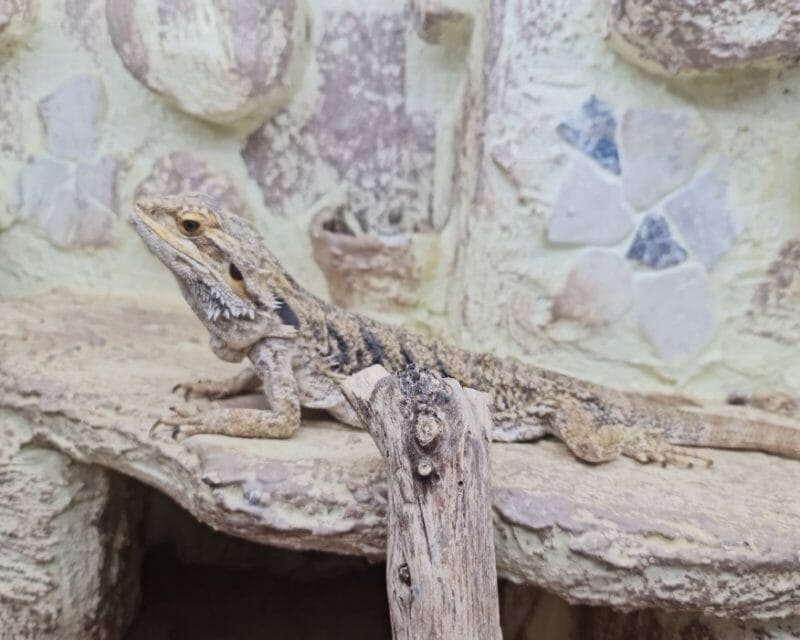 Privatvermittlung: Bartagame Privatvermittlung: Bartagame