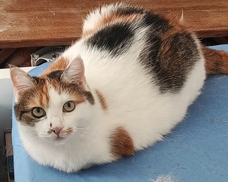 Privatvermittlung: 3 Katzen Privatvermittlung: 3 Katzen