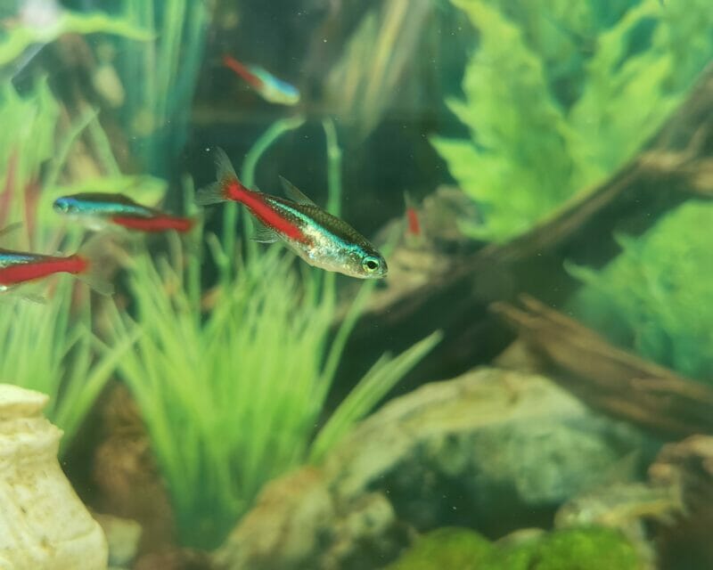 Fische Fische