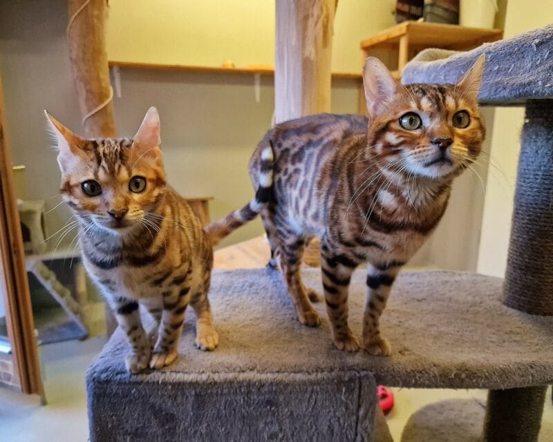 Bengal-Katzen Bengal-Katzen