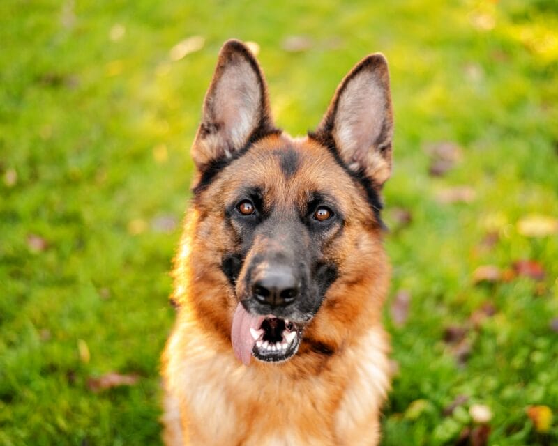 Toska Toska