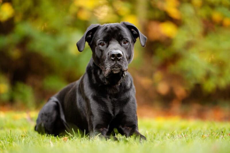 Labrador Retriever-Mix Suko
