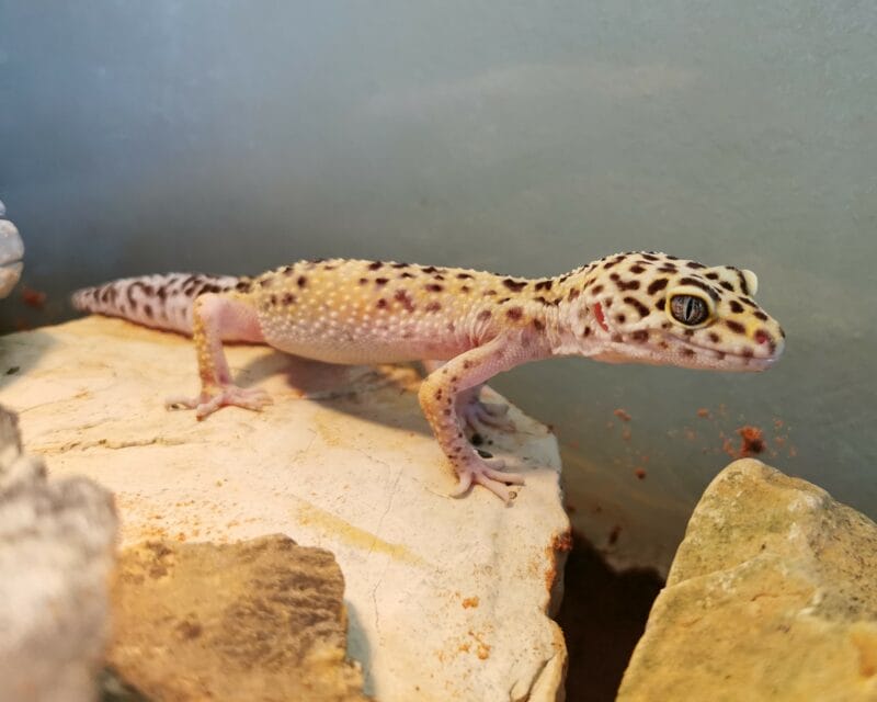 Leopardgecko