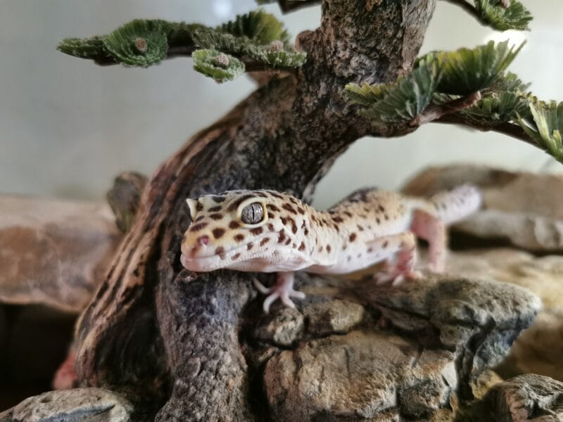 Leopardgecko