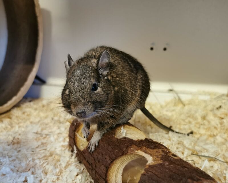 Degus