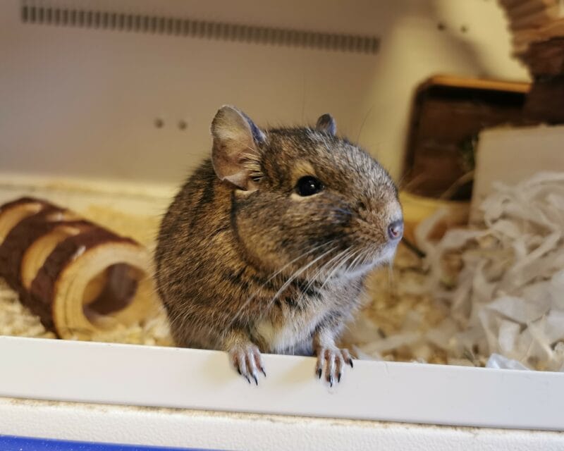 Degus