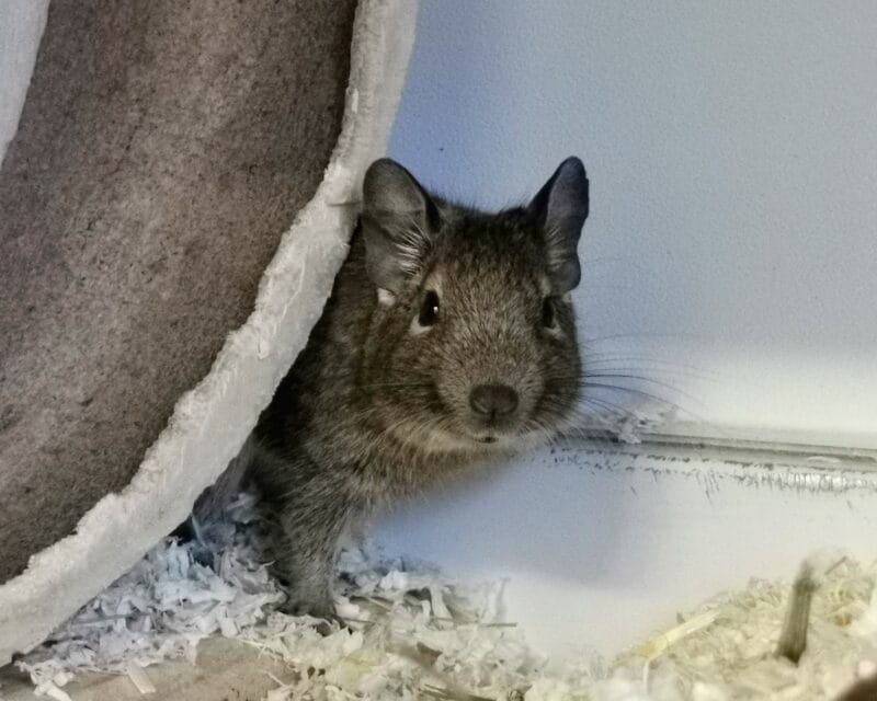 Degus