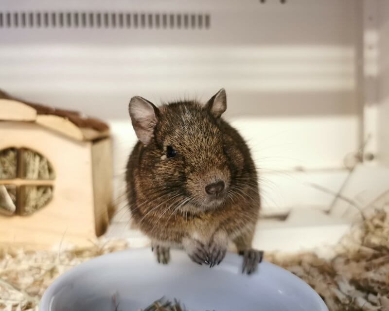 Degus