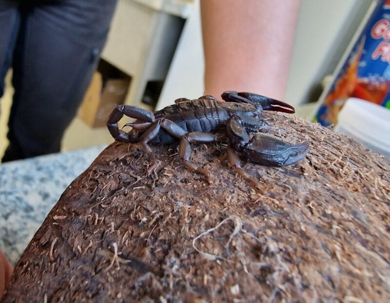 Skorpion