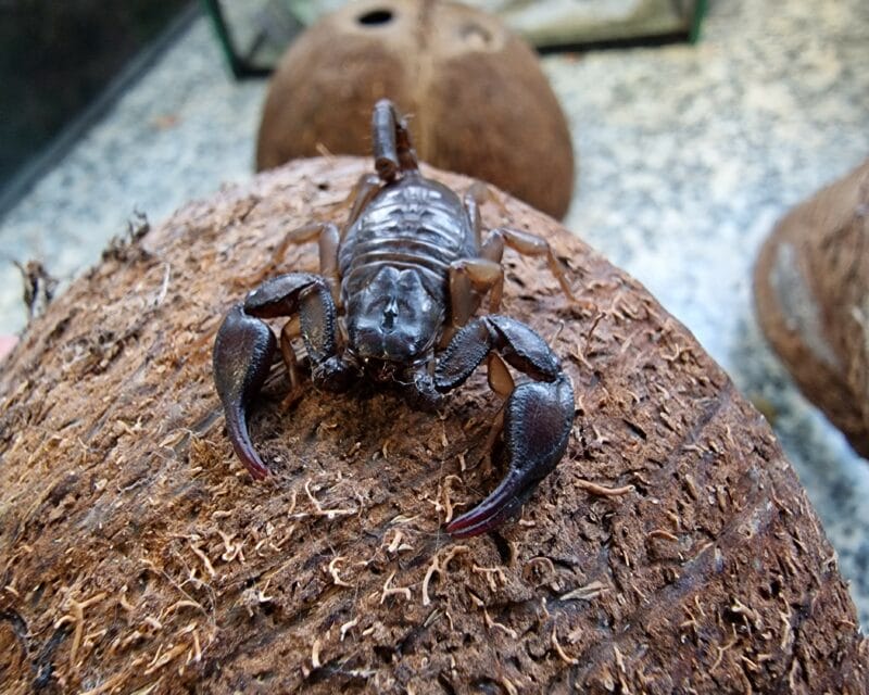 Skorpion