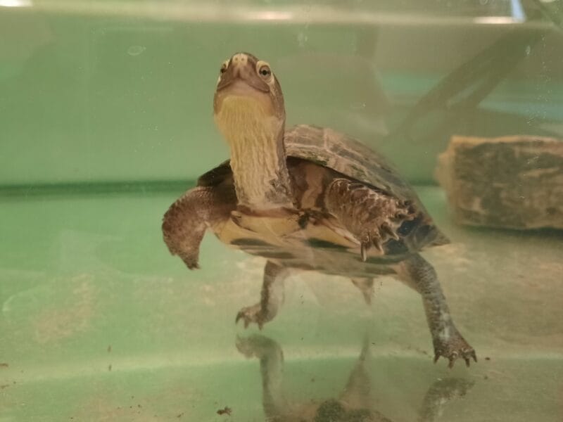 gelbe Sumpfschildkröte gelbe Sumpfschildkröte