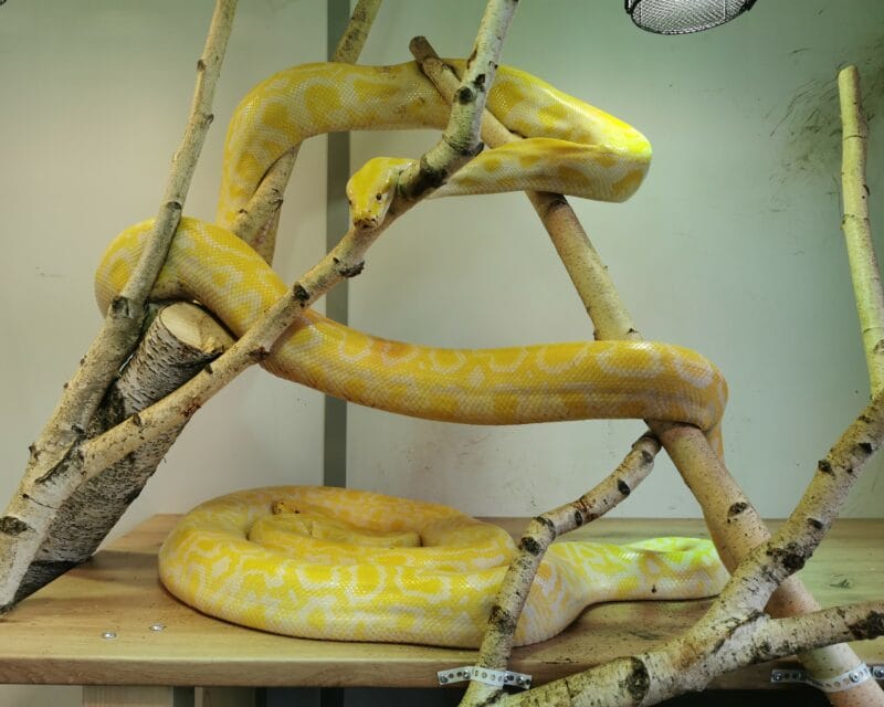 Tigerpythons